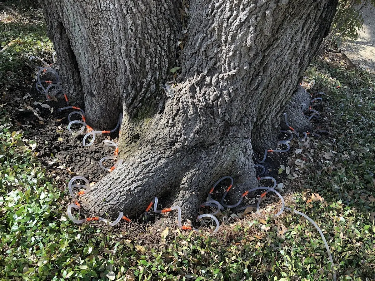Detailed Tree Cabling and Bracing job site in Plant City